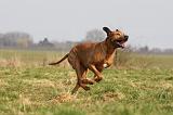 RODESIAN RIDGEBACK 062